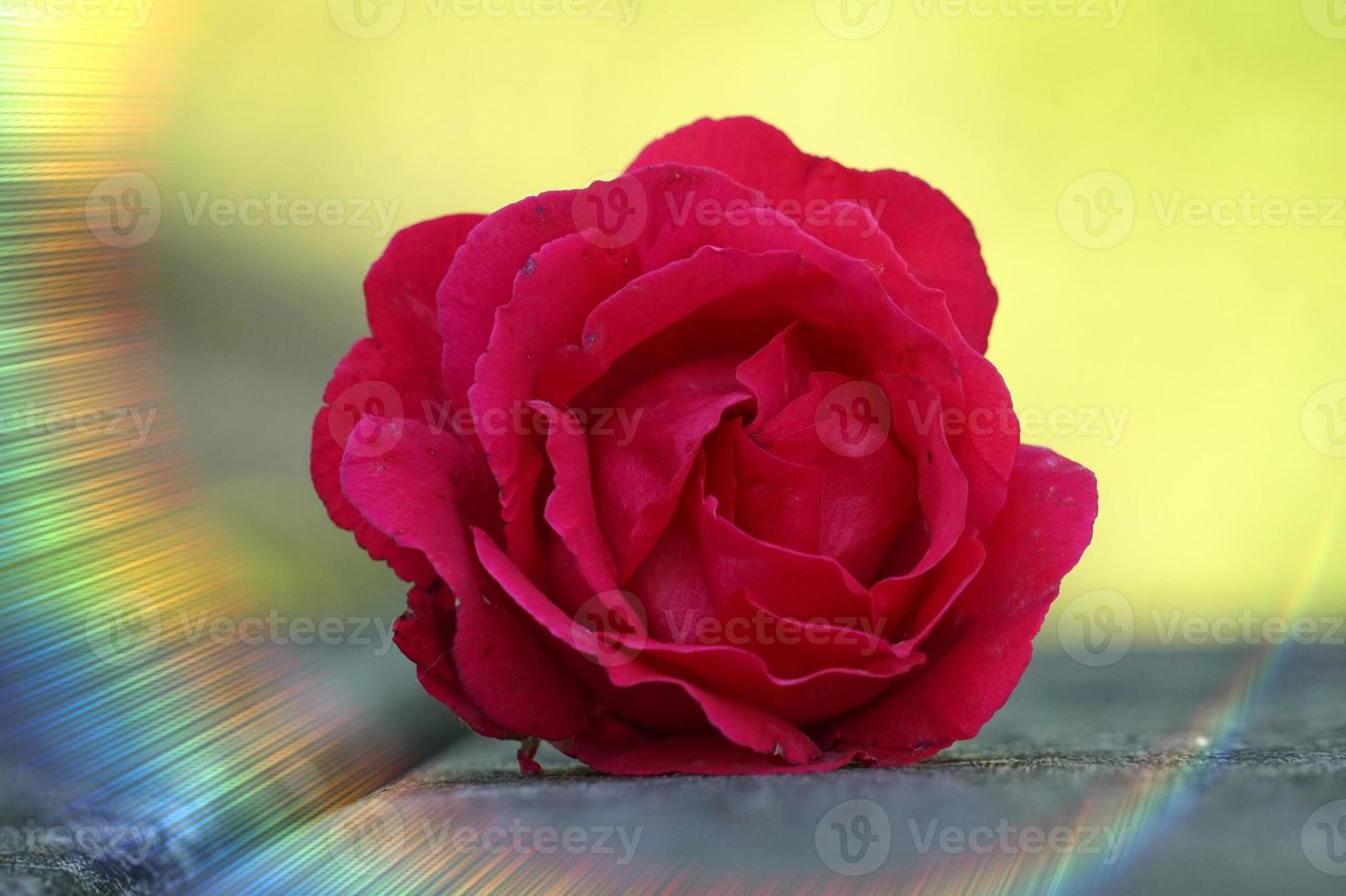 flor rosa roja romántica para el día de san valentín foto