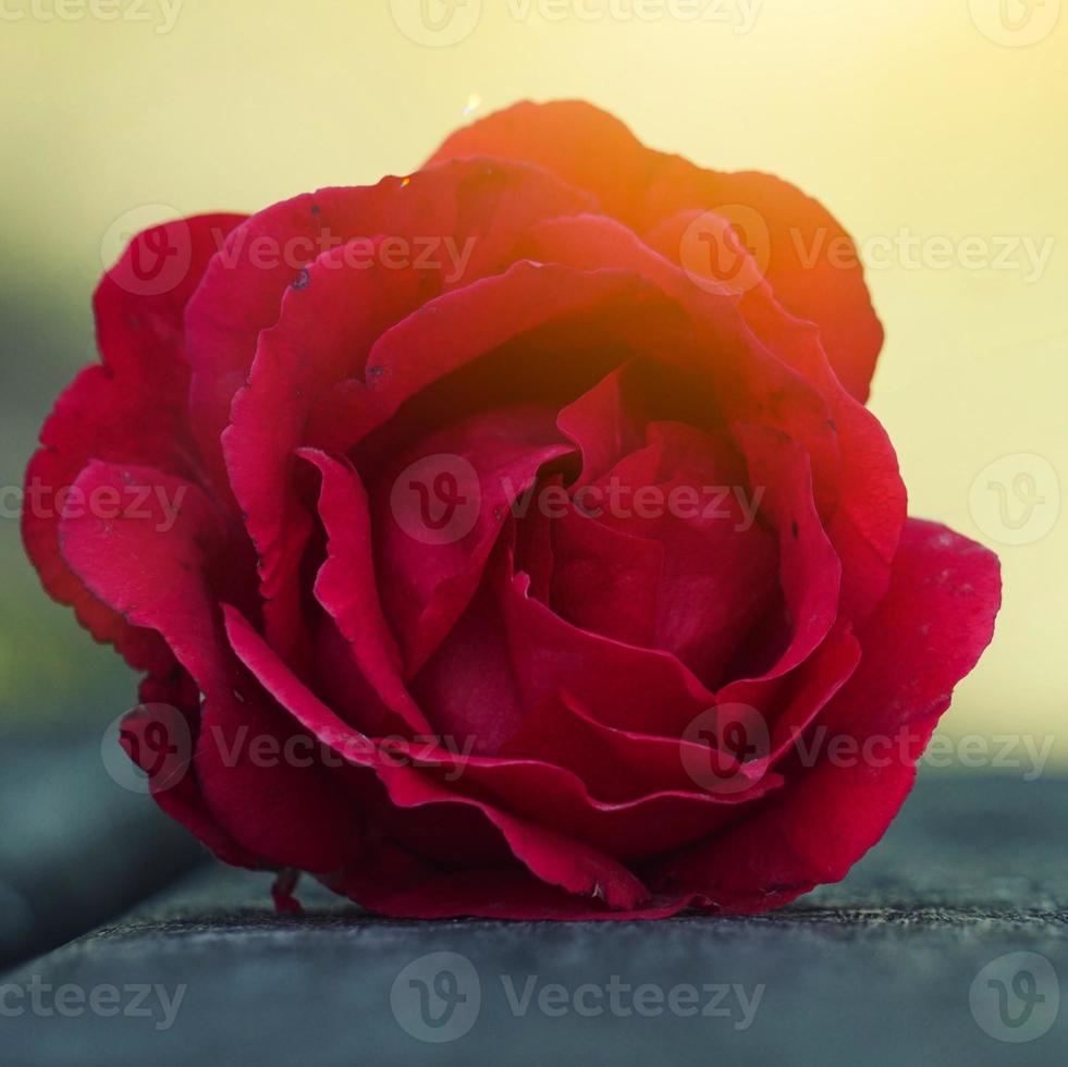 romantic red rose flower for valentines day photo