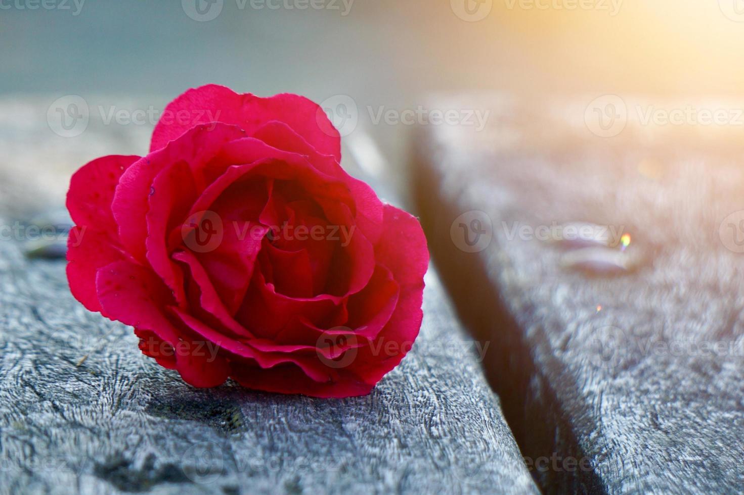 flor rosa roja romántica para el día de san valentín foto