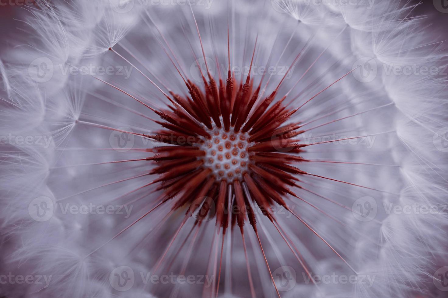 beautiful dandelin flower abstract background photo