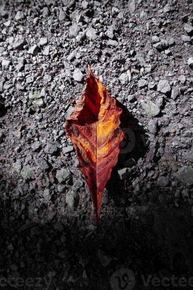 hoja marrón seca en el suelo foto