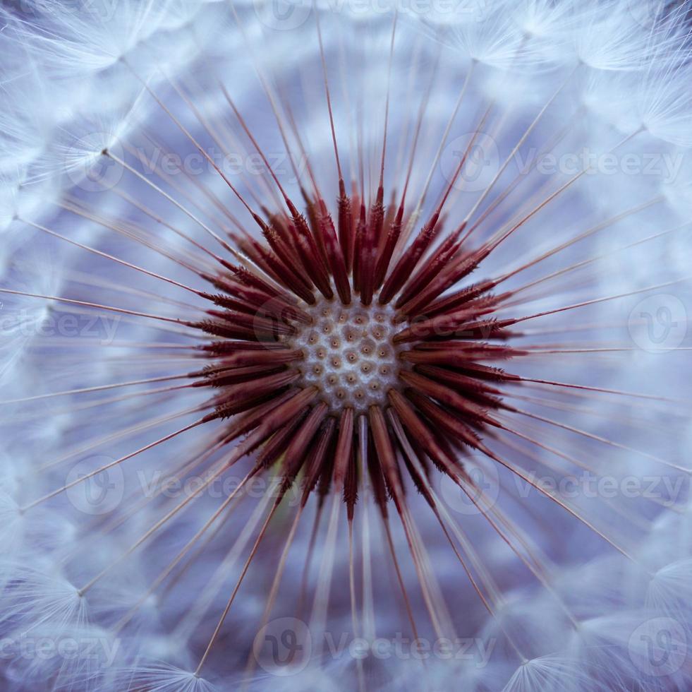 Fondo abstracto hermoso de la flor del dandelin foto