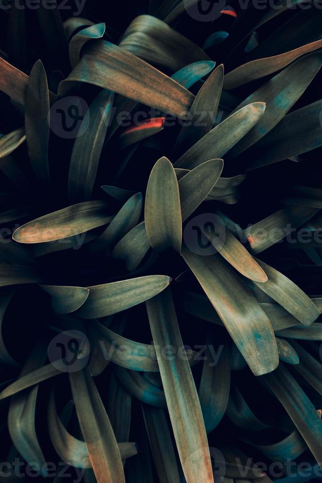 hojas de plantas verdes en la naturaleza foto