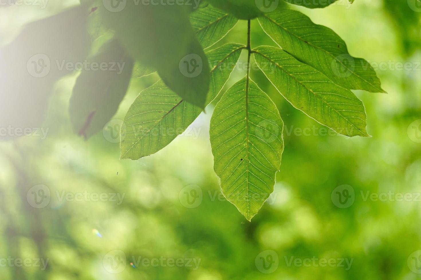 hojas de los árboles verdes en primavera foto