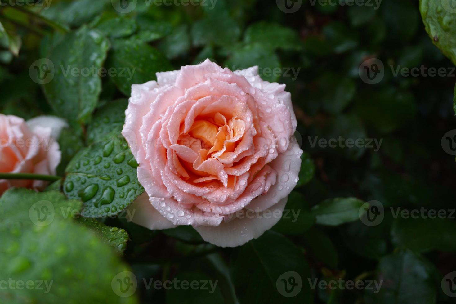 flor rosa romantica para el dia de san valentin foto