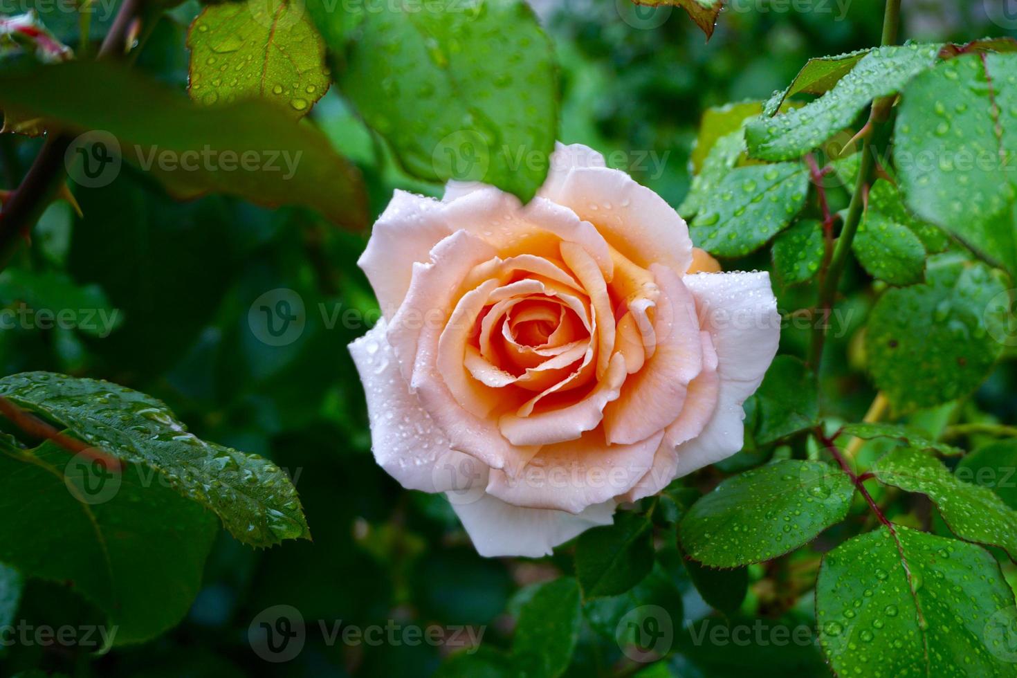 flor rosa romantica para el dia de san valentin foto