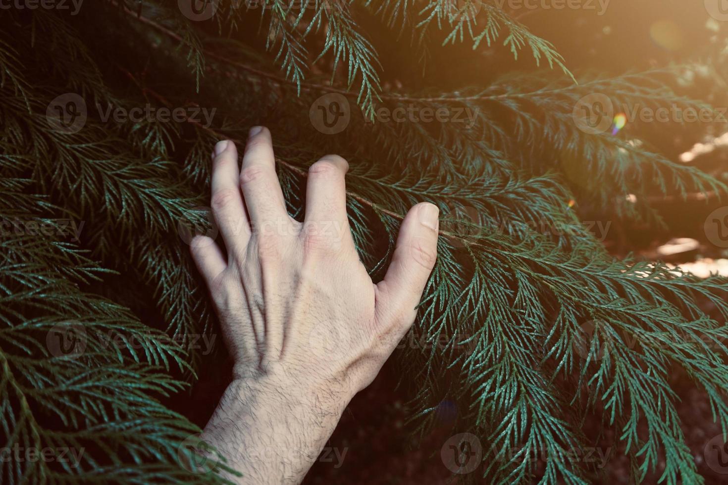 hand touching the plants photo