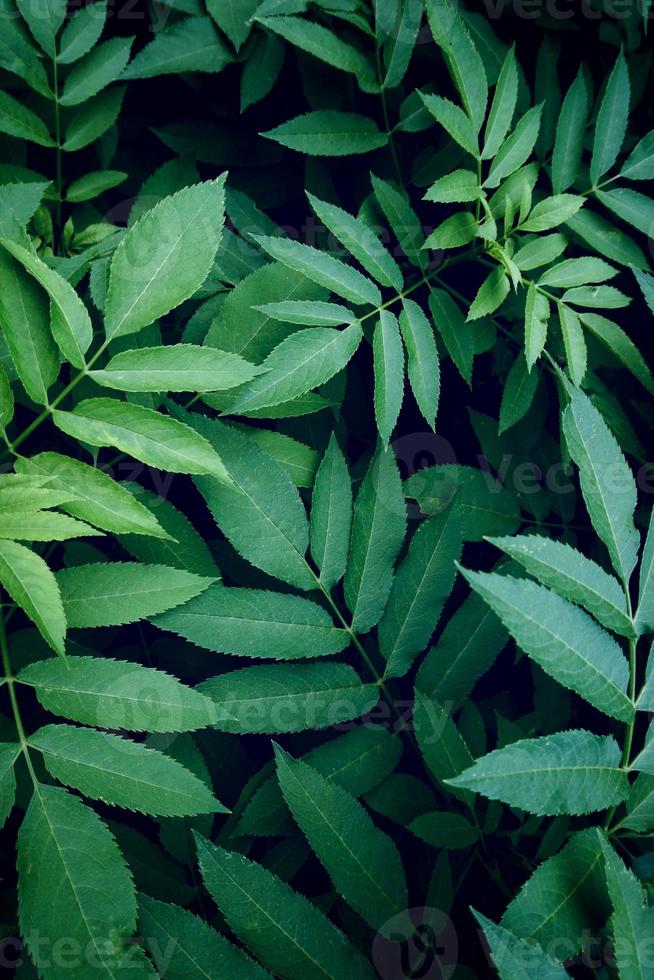 hojas de plantas verdes en la naturaleza foto