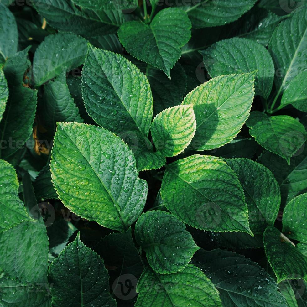 hojas de plantas verdes en la naturaleza foto