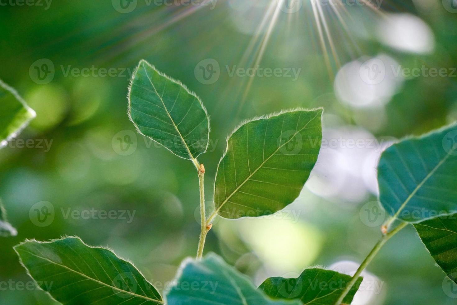 hojas de árbol verde en la naturaleza fondo verde foto