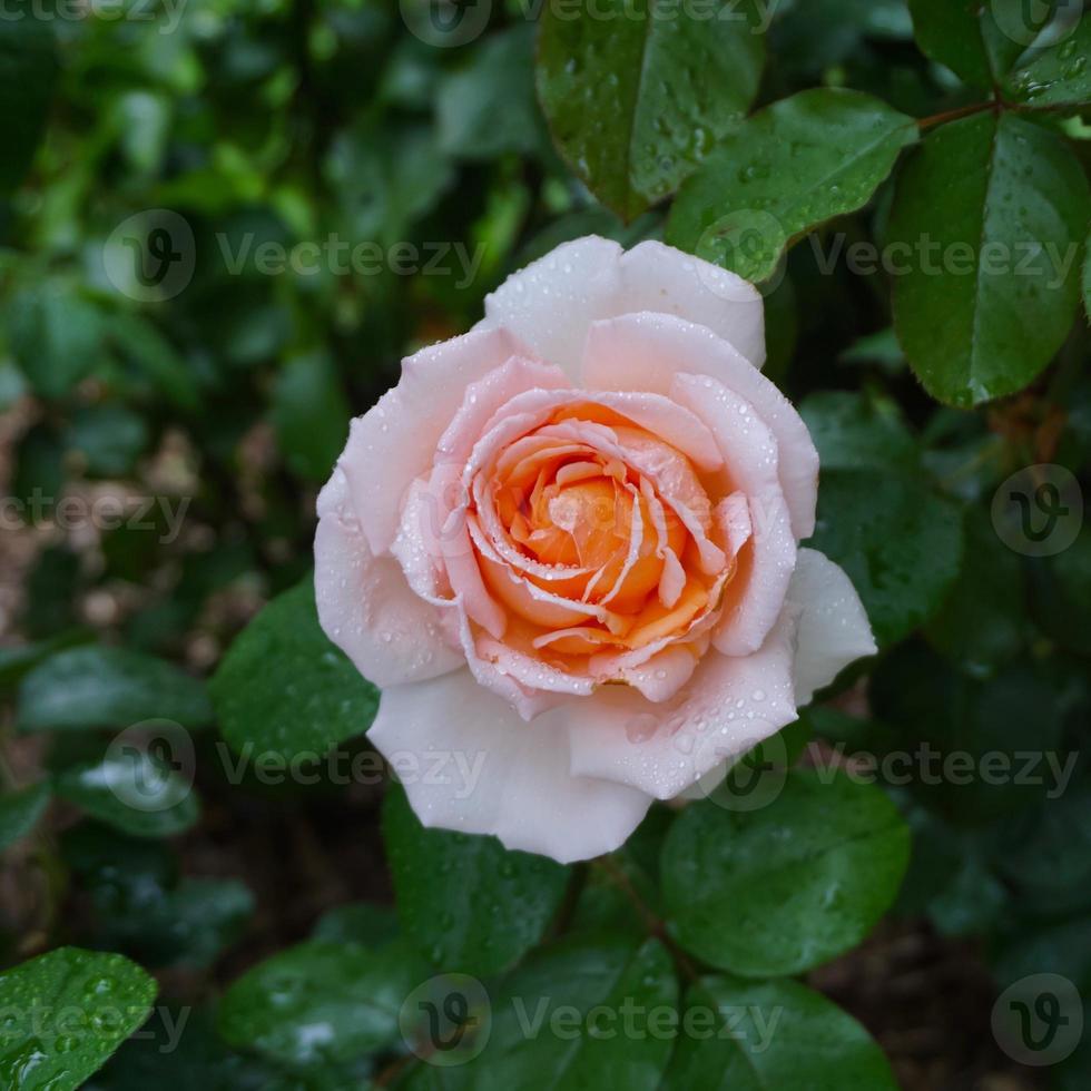 romantic pink rose flower for valentines day photo