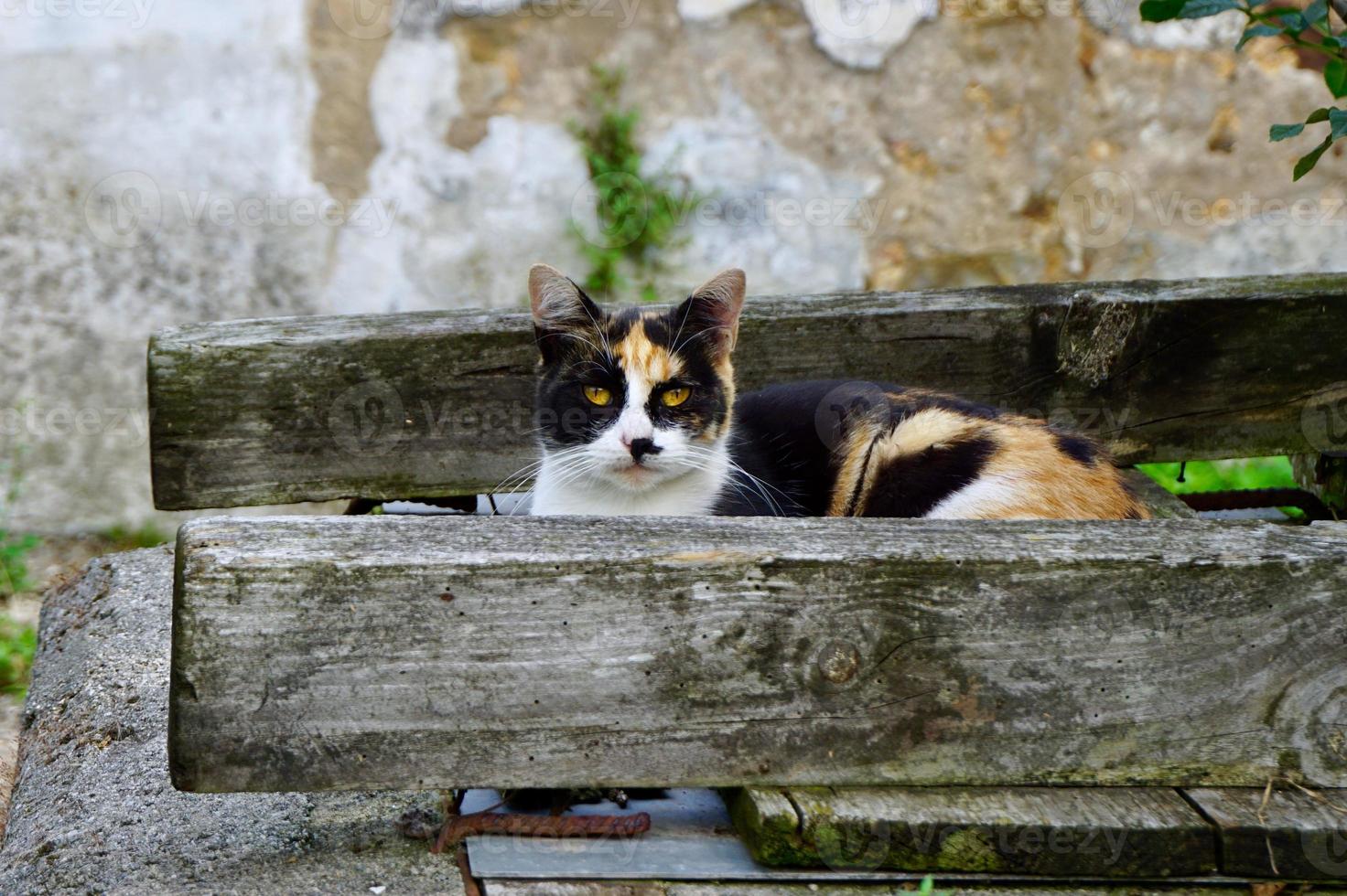 hermoso gato callejero en la calle foto