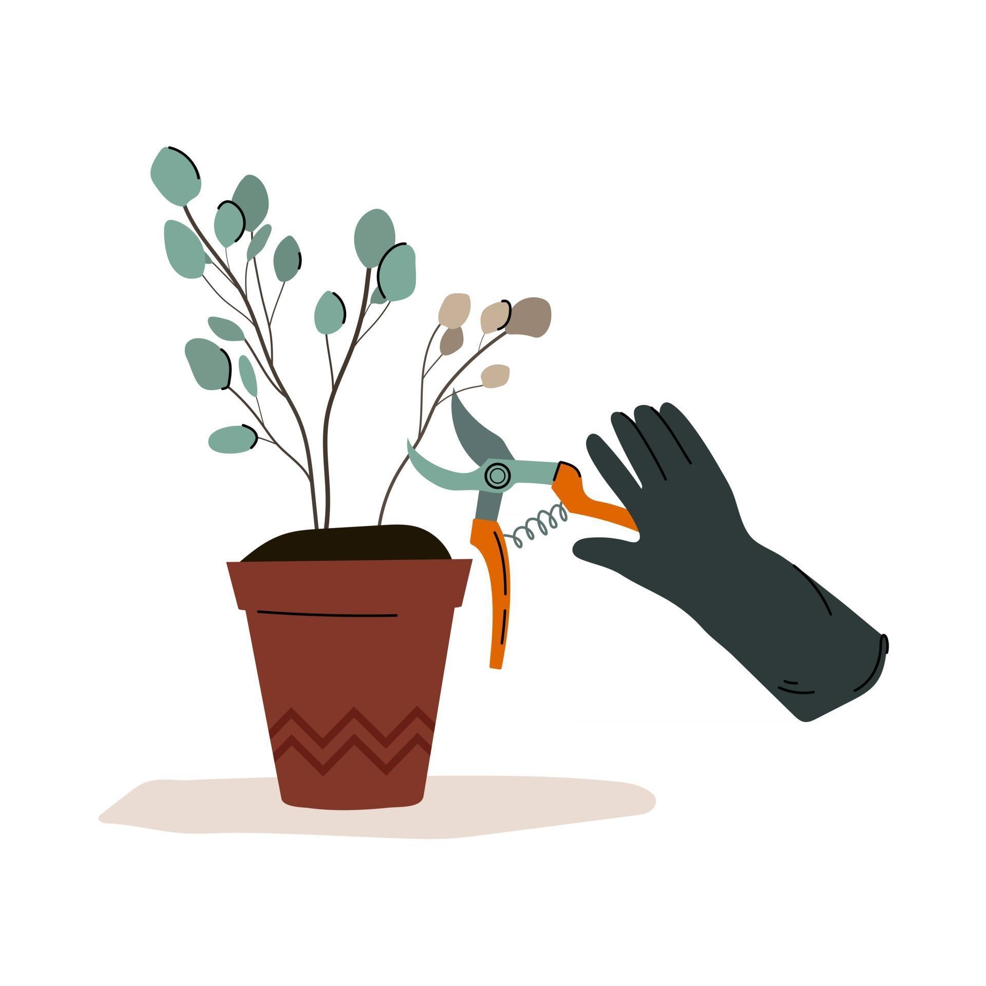 Gardening Care for indoor plants Cut off dry leaves and dead part of a