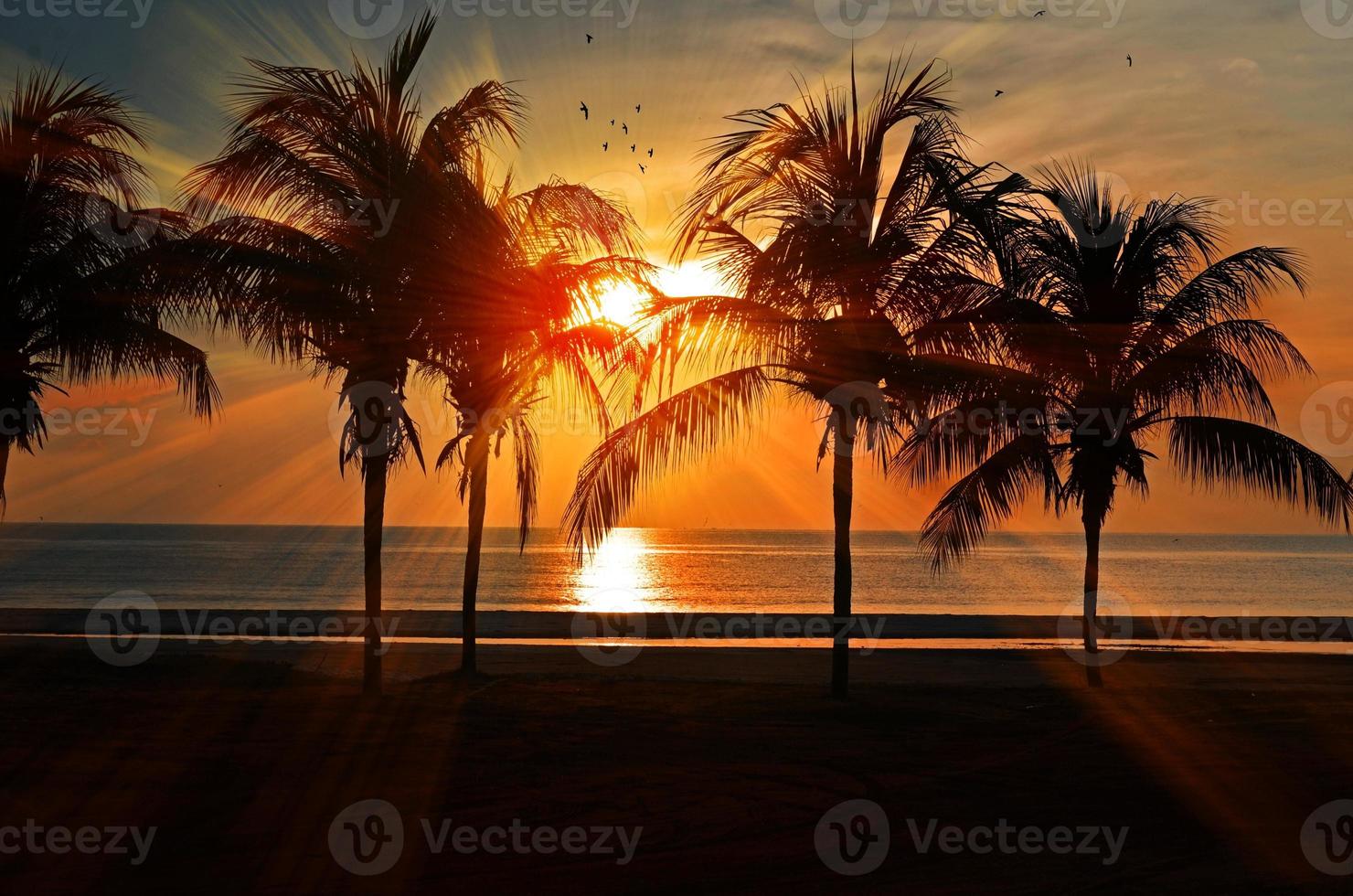 Sunset beach birds calm clouds photo