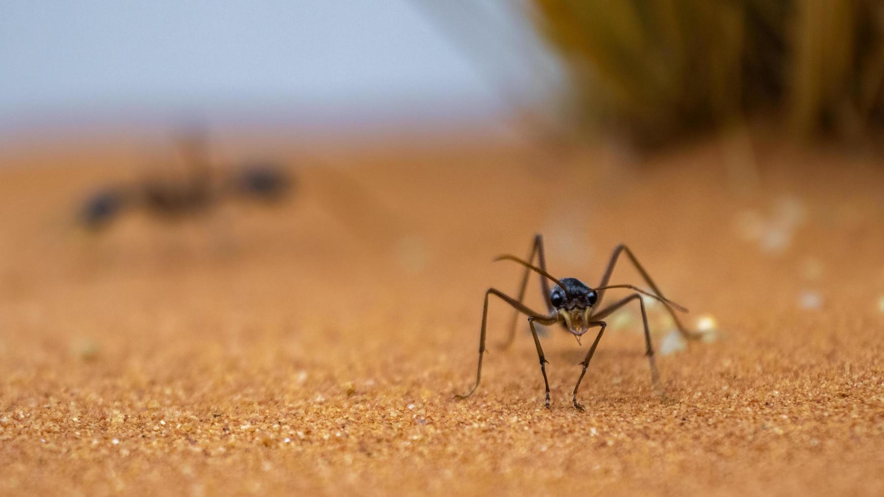 mravenec buldoci myrmecia pyriformis foto