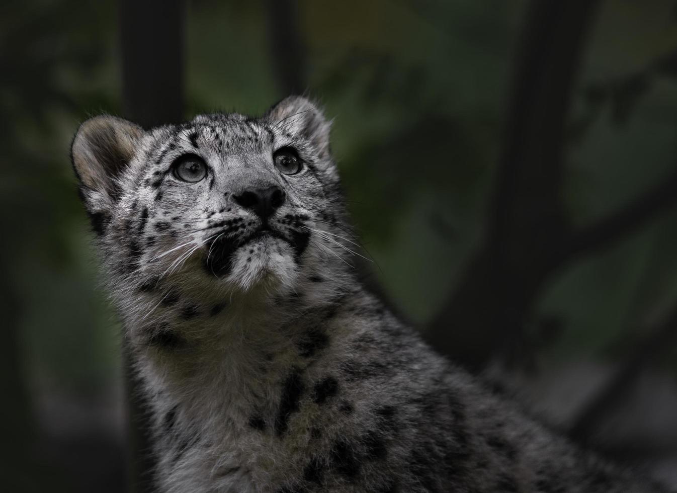 irbis leopardo de las nieves foto