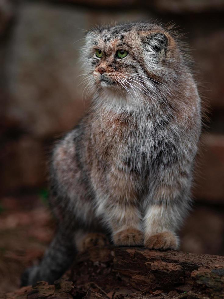 retrato del gato de pallas foto