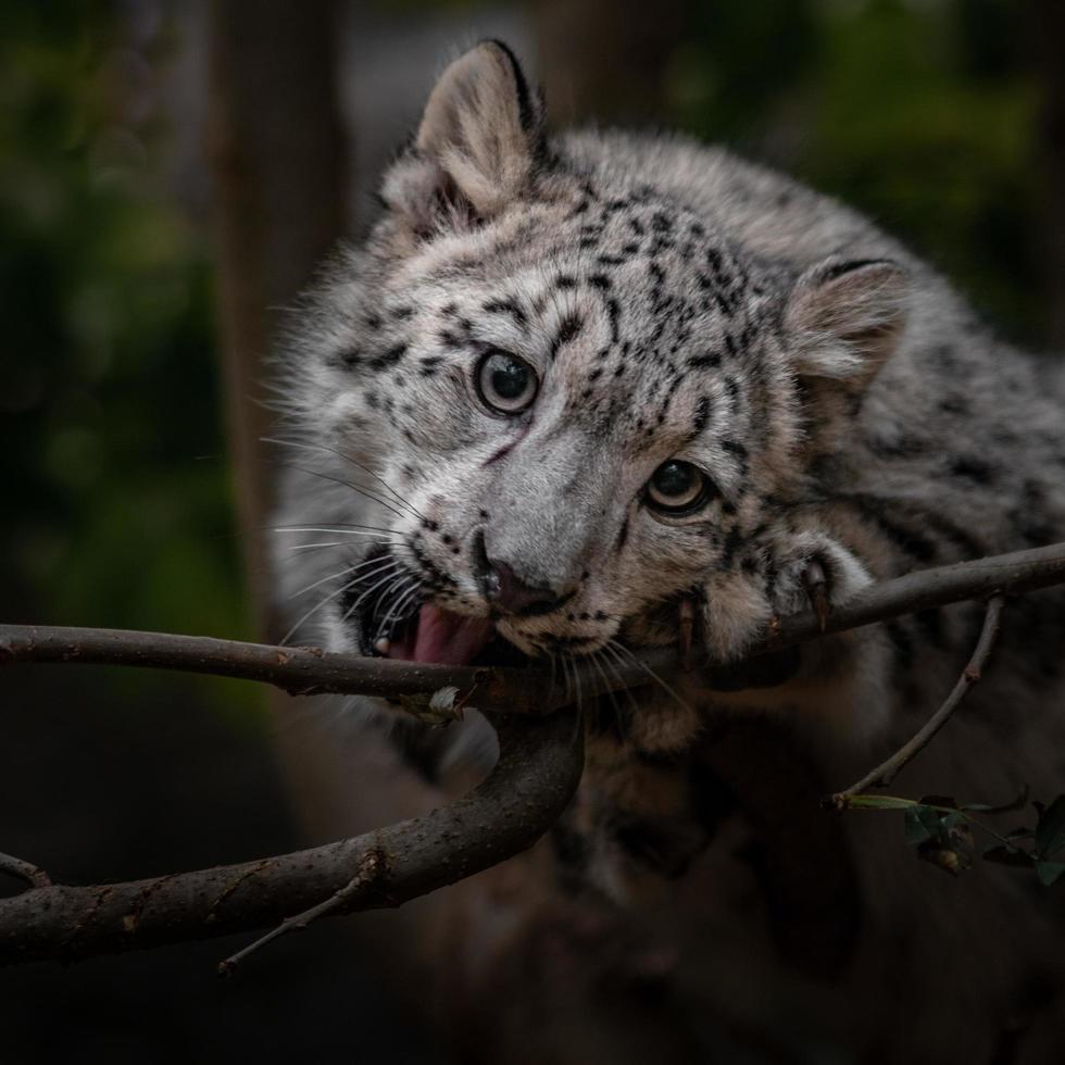 irbis leopardo de las nieves foto