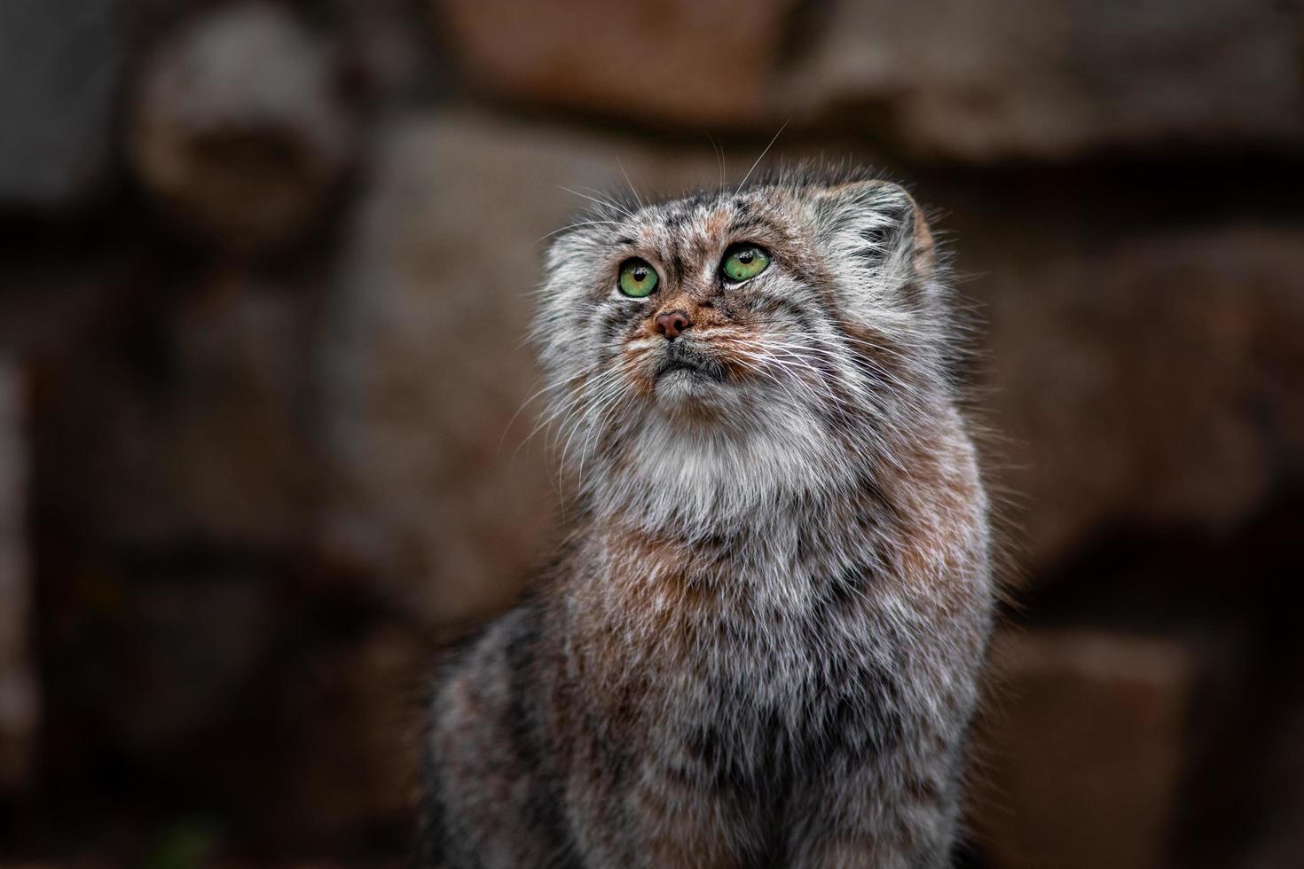 Portrait of Pallass cat photo