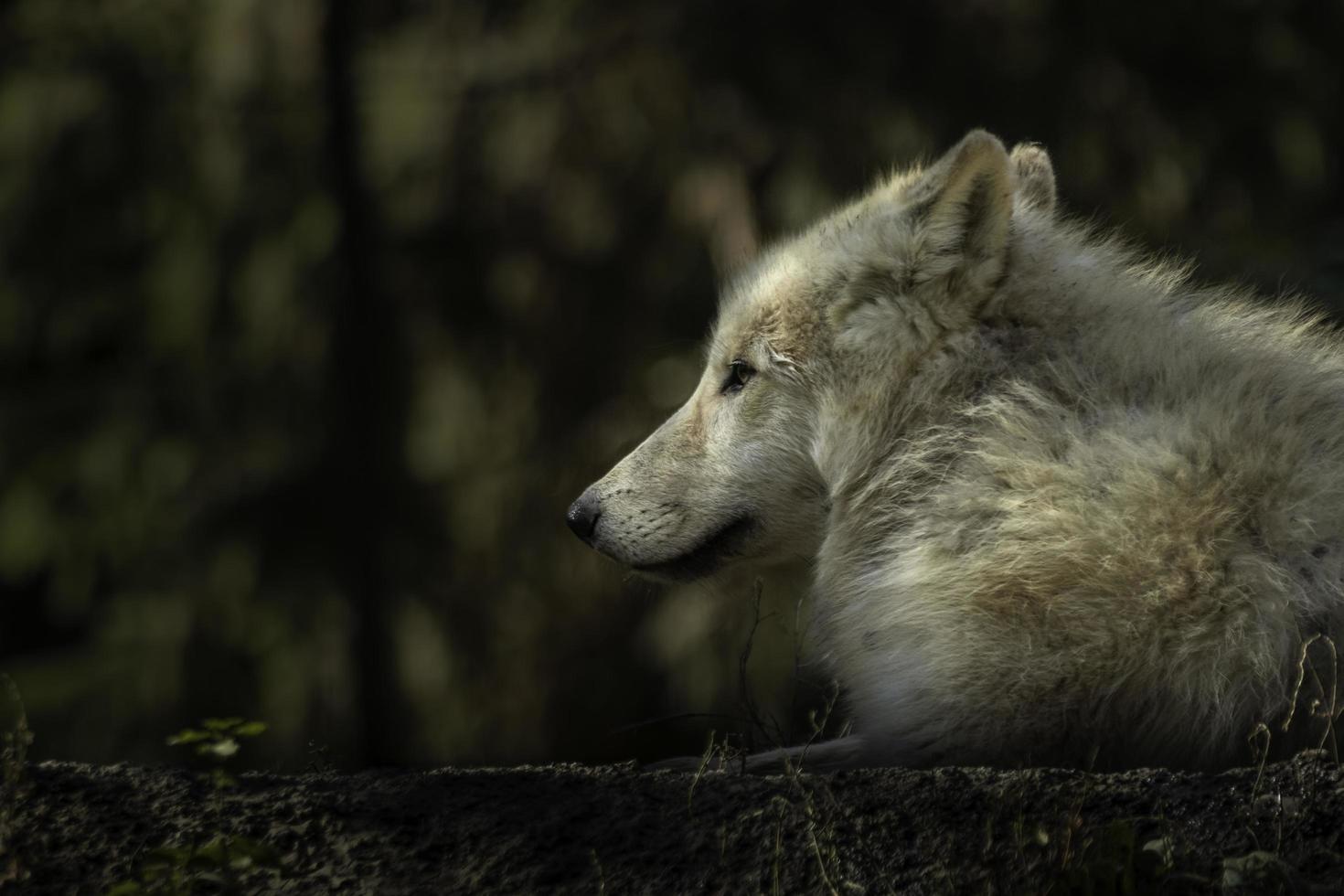 Arctic wolf in zoo photo