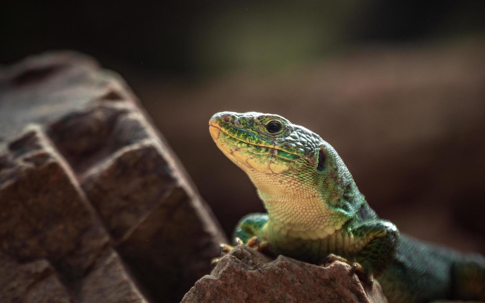 Portrait of Lacerta lepida photo