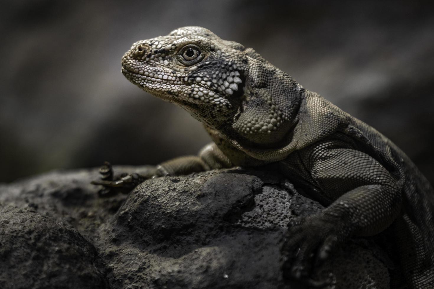 retrato de chuckwalla foto