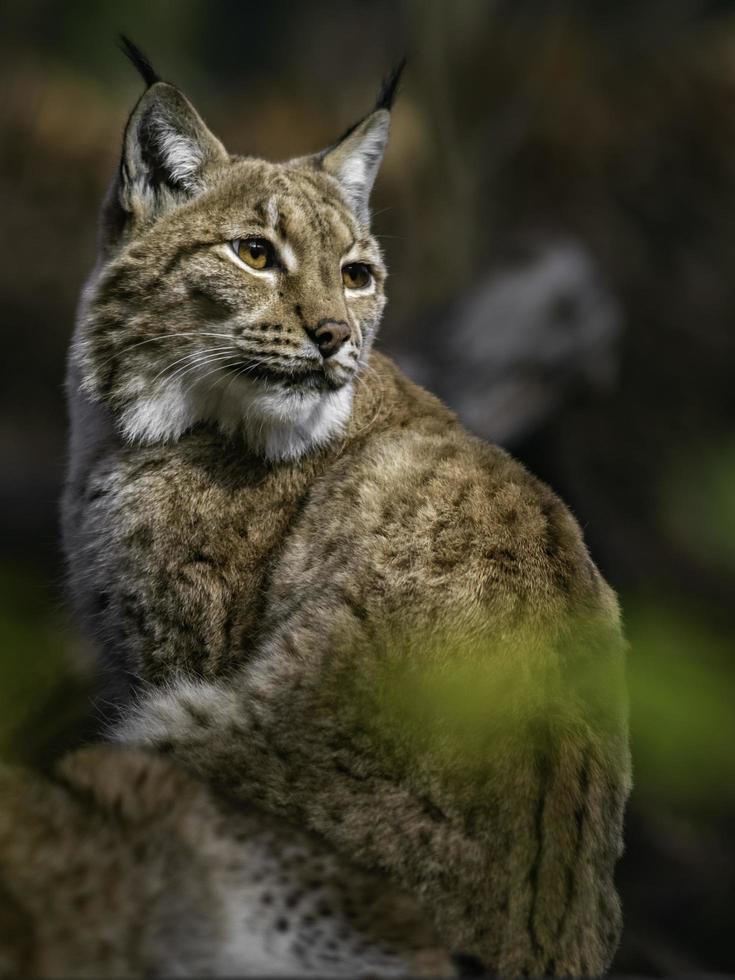 Portrait of Eurasian lynx photo