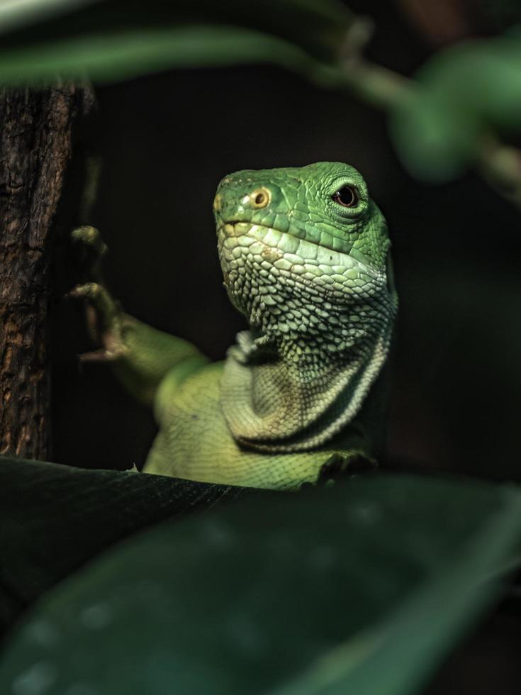 iguana con bandas de fiji foto