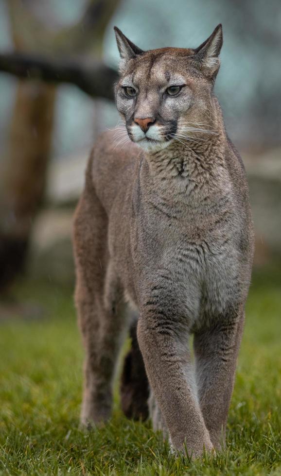 retrato de puma foto