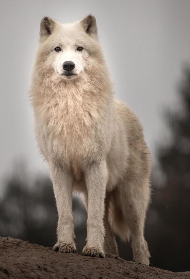 retrato de lobo ártico foto