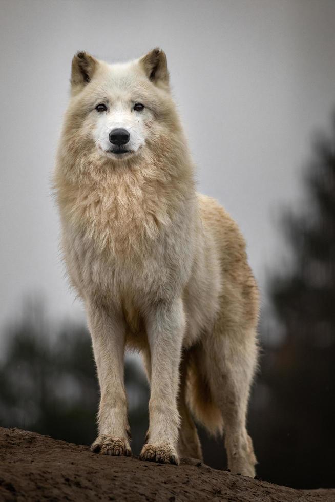 retrato de lobo ártico foto