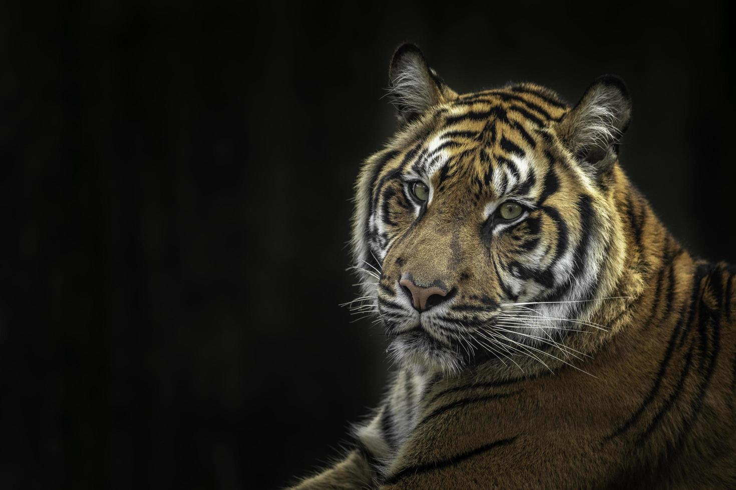 Portrait of Sumatran tiger photo