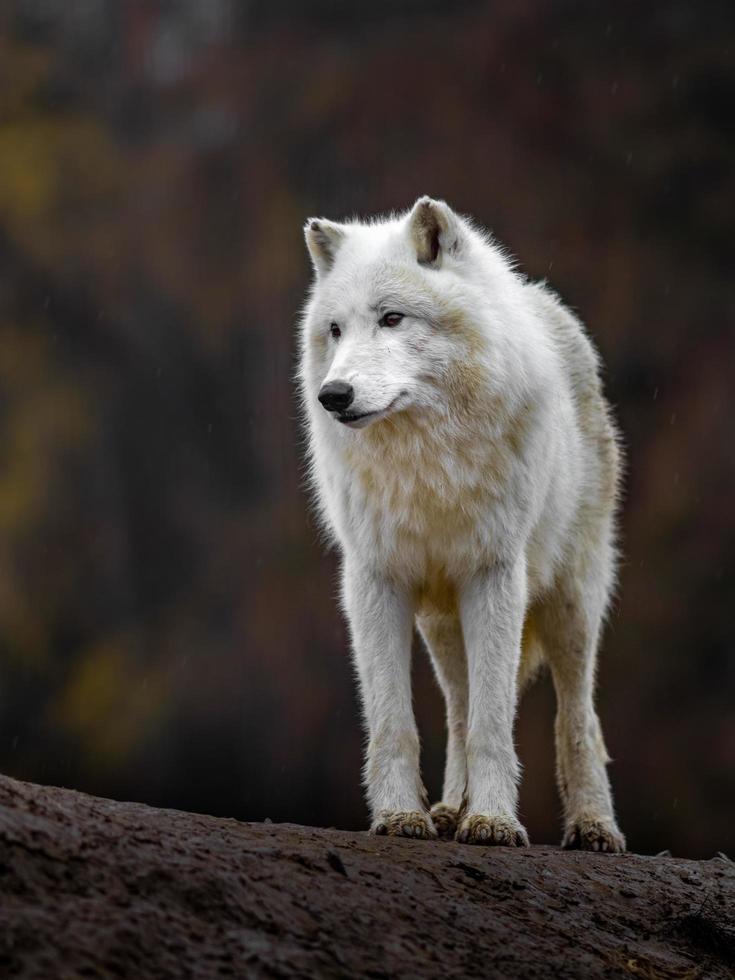 retrato de lobo ártico foto