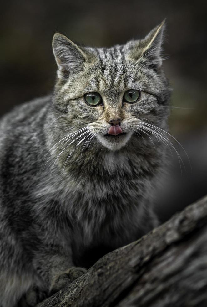 gato montés europeo en registro foto