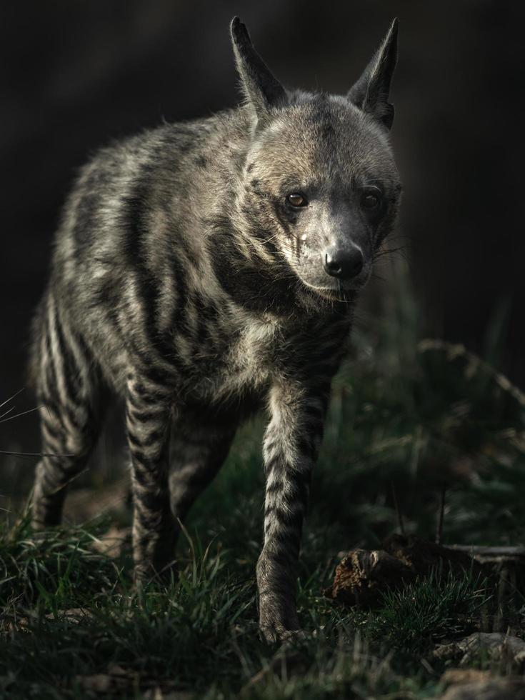 hiena rayada en el zoológico foto