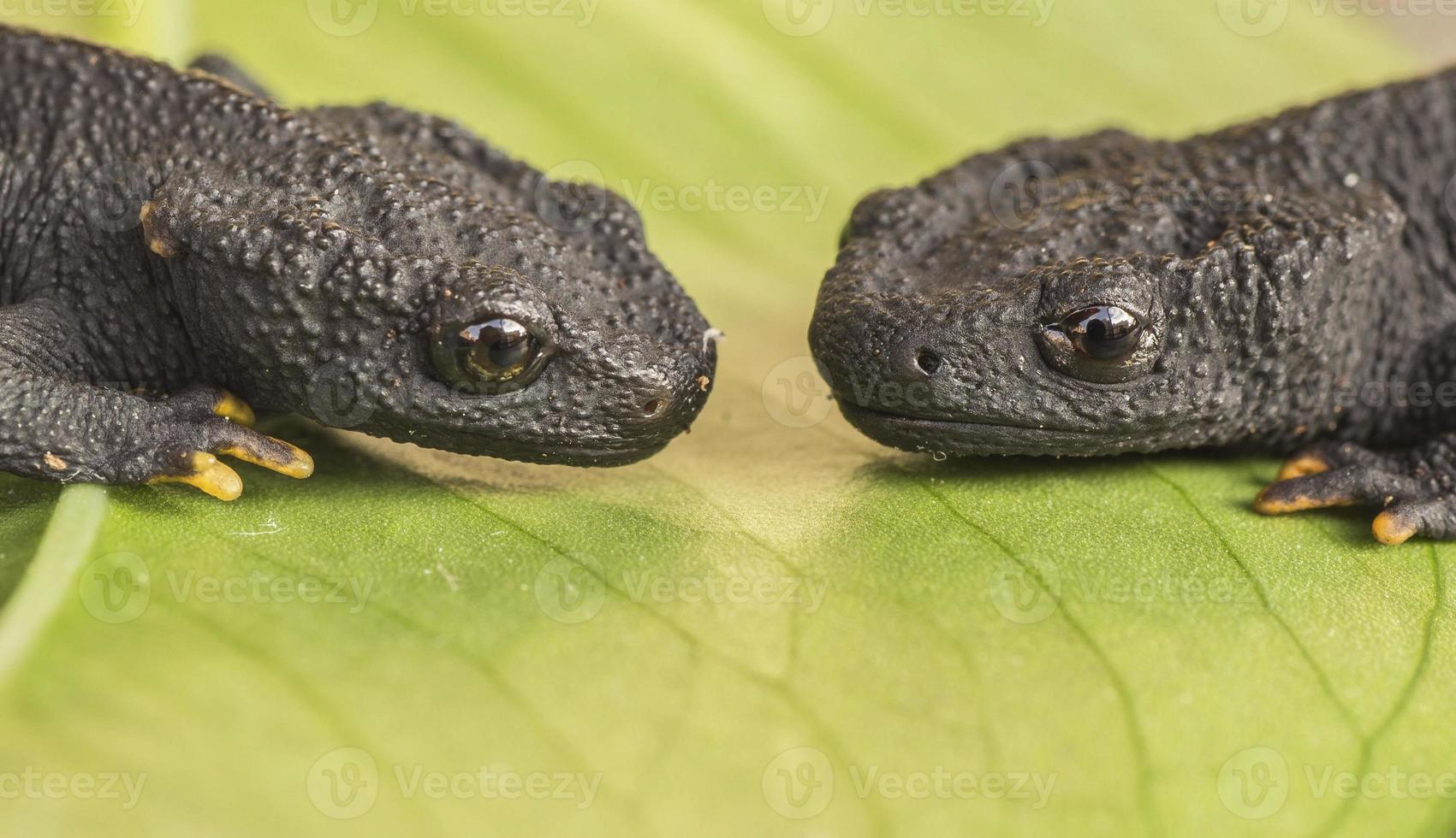 Two amphibian in a plant photo