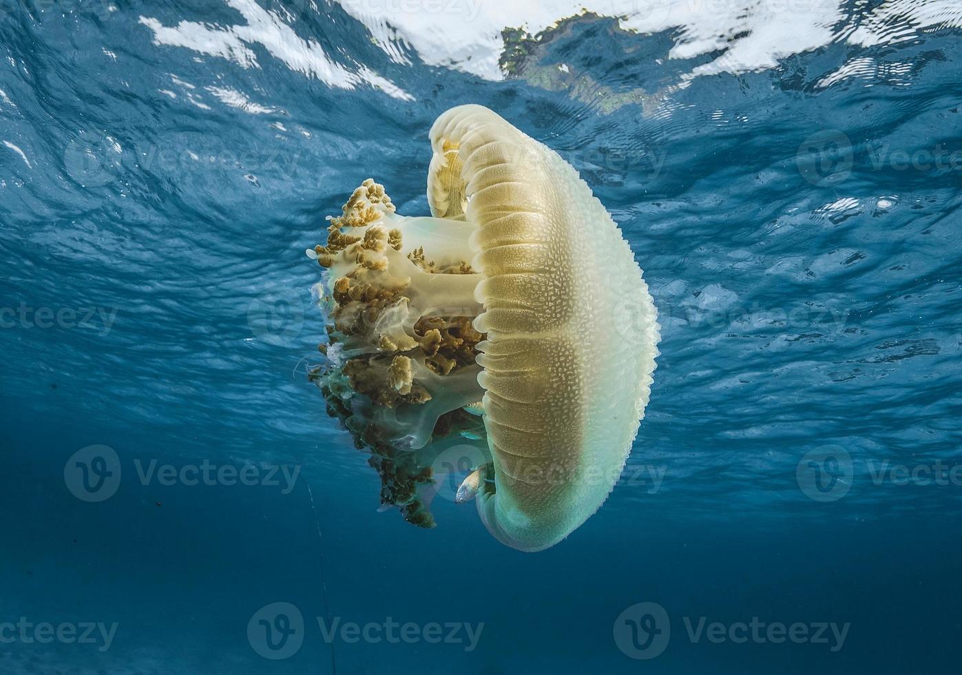 Big sea jellyfish in the blue sea photo