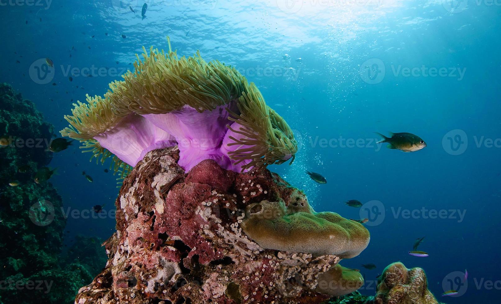 Purple anemone surrounded by fish photo