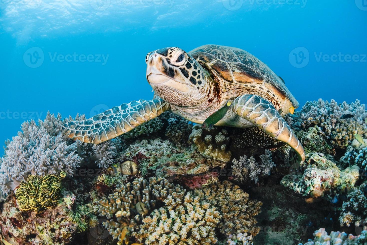 tortuga marina en el mar encima de coral foto