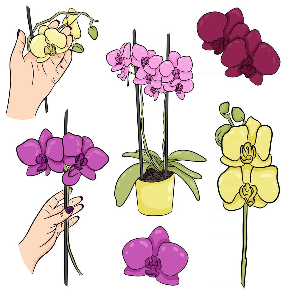 A hand drawn set of phalaenopsis orchid flowers An orchid in a pot An orchid branch in a womans hand Vector botanical illustration for design