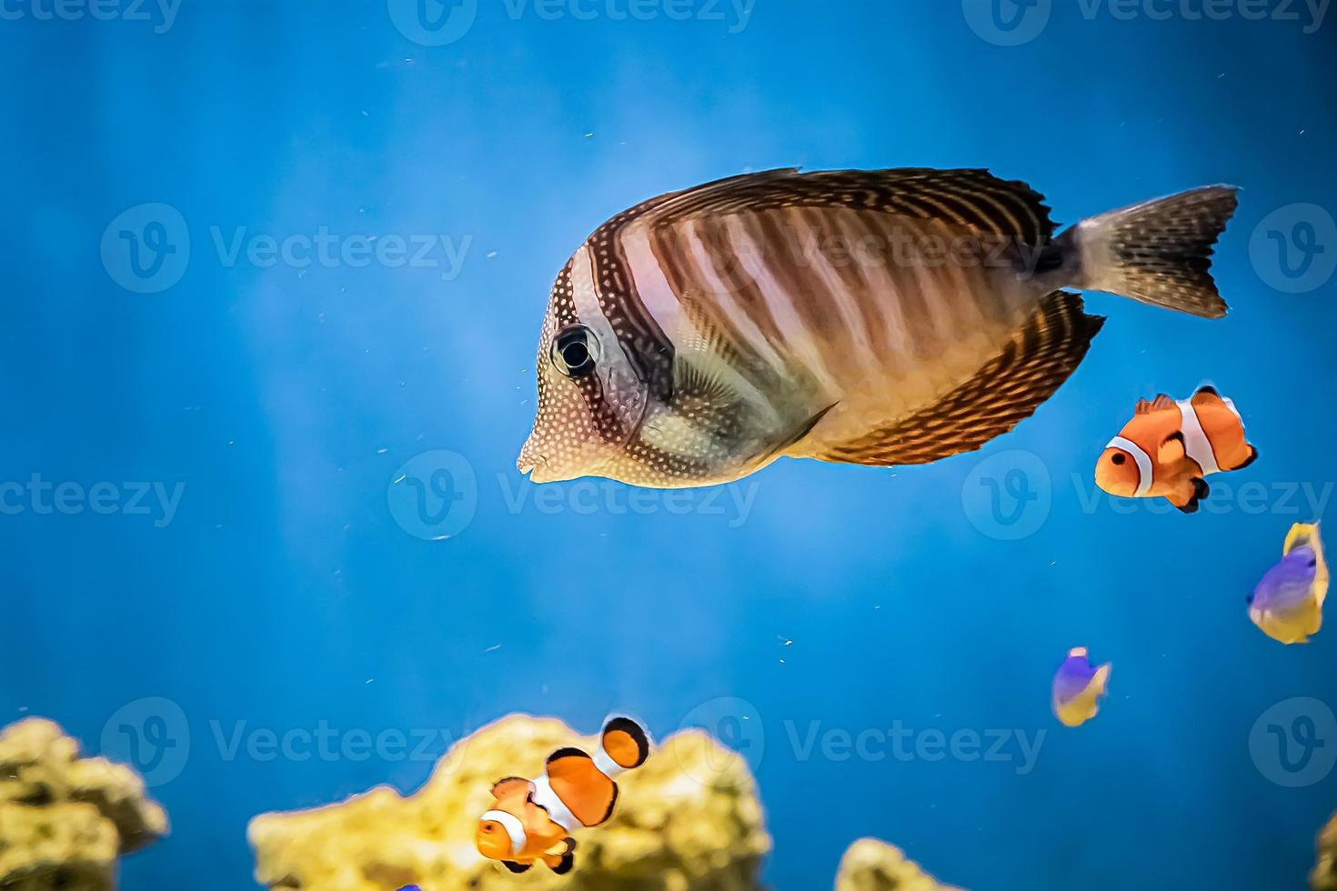 A beautiful marine coral fish Zebrasoma veliferum swims near a reef photo