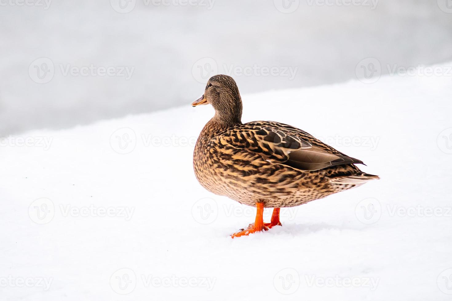 Wild brown duck in winter photo