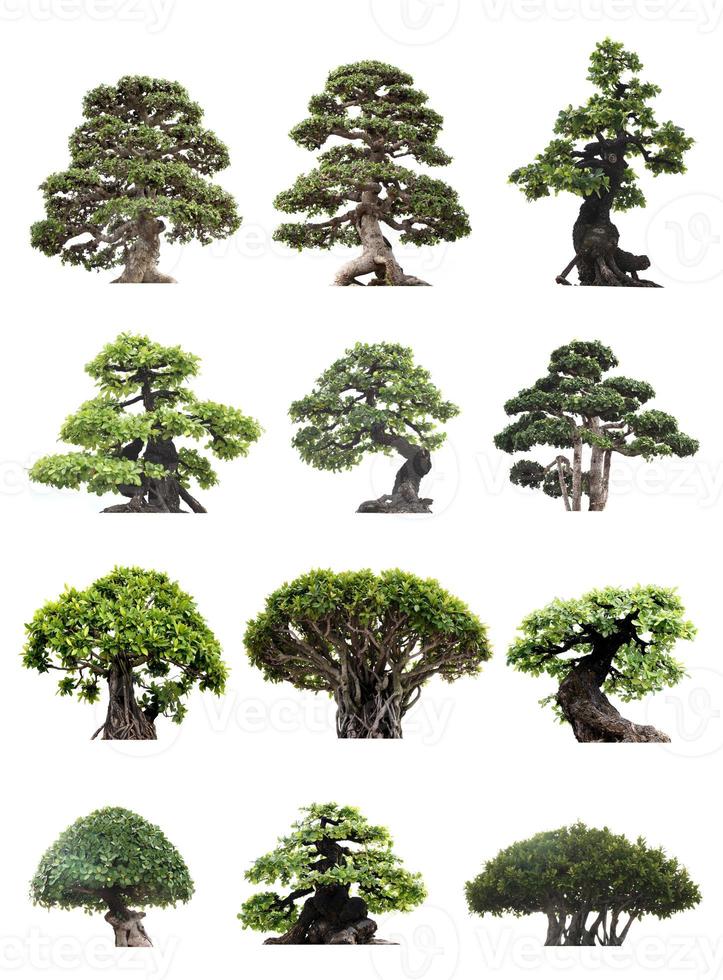 Grupo de árboles bonsai aislado sobre fondo blanco. foto