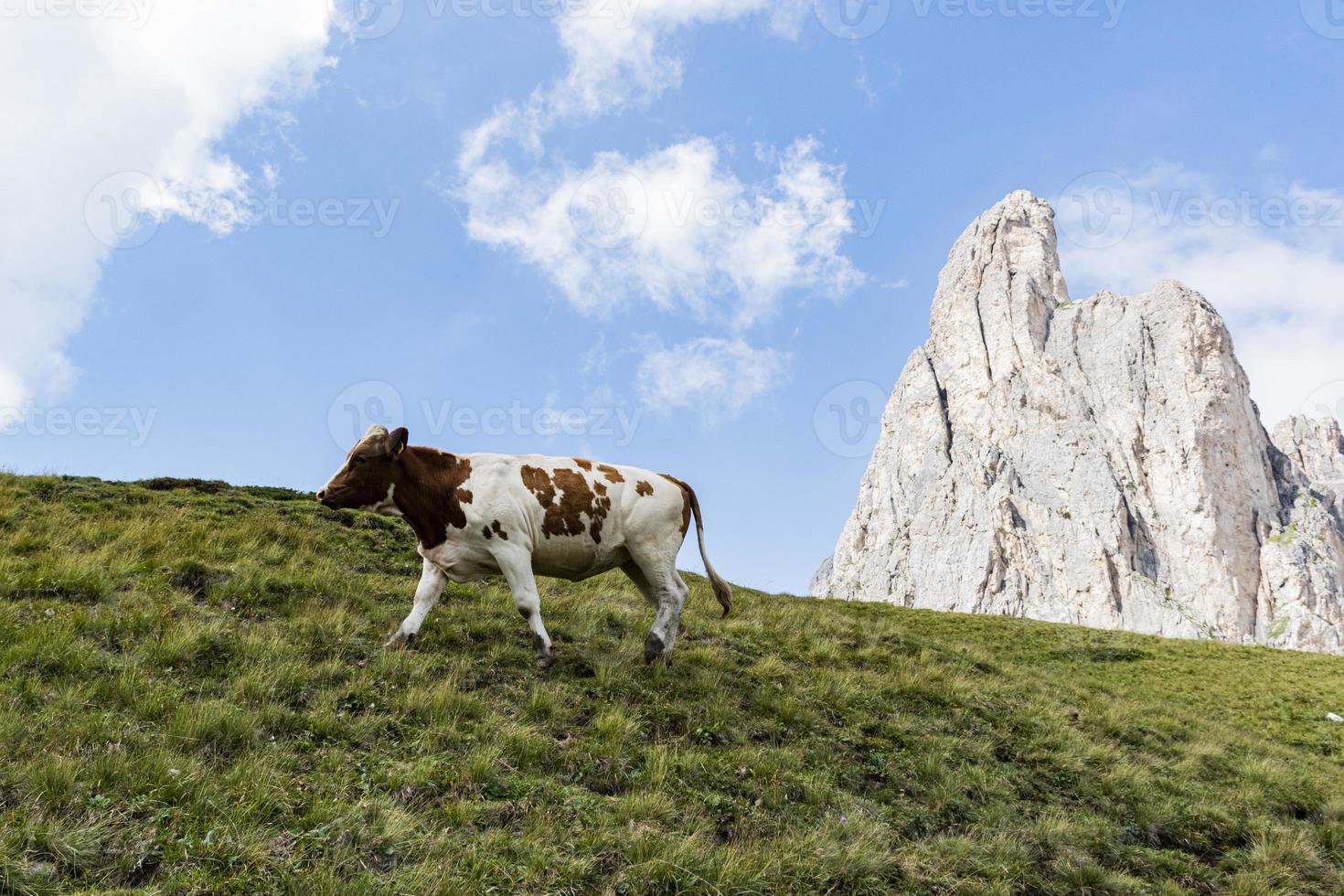 vaca en los dolomitas foto