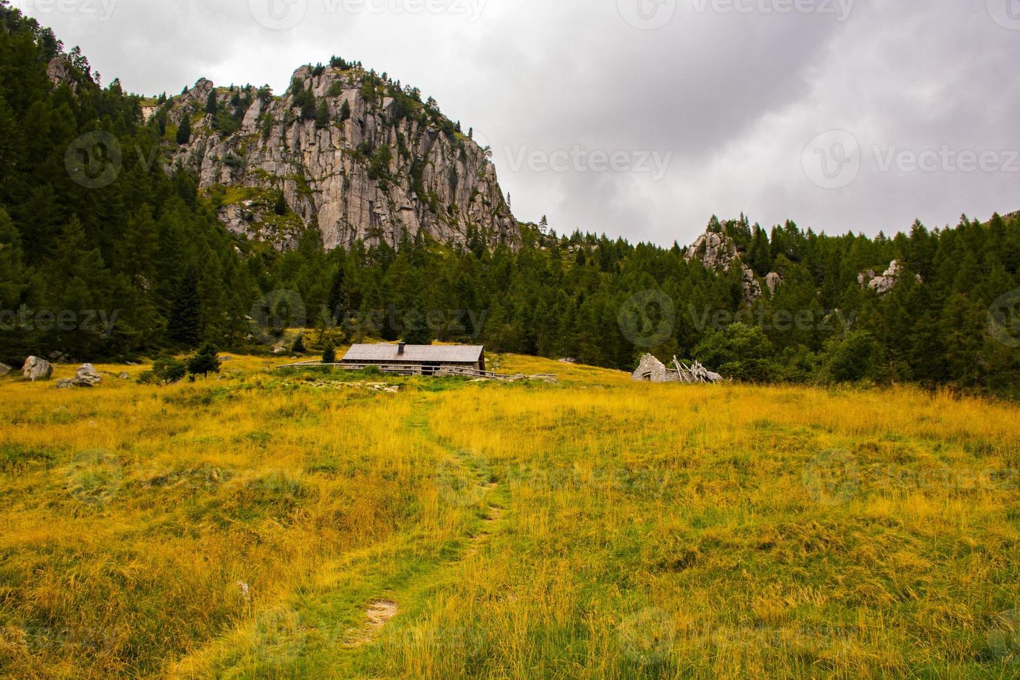 Mountain path among pines and tree photo