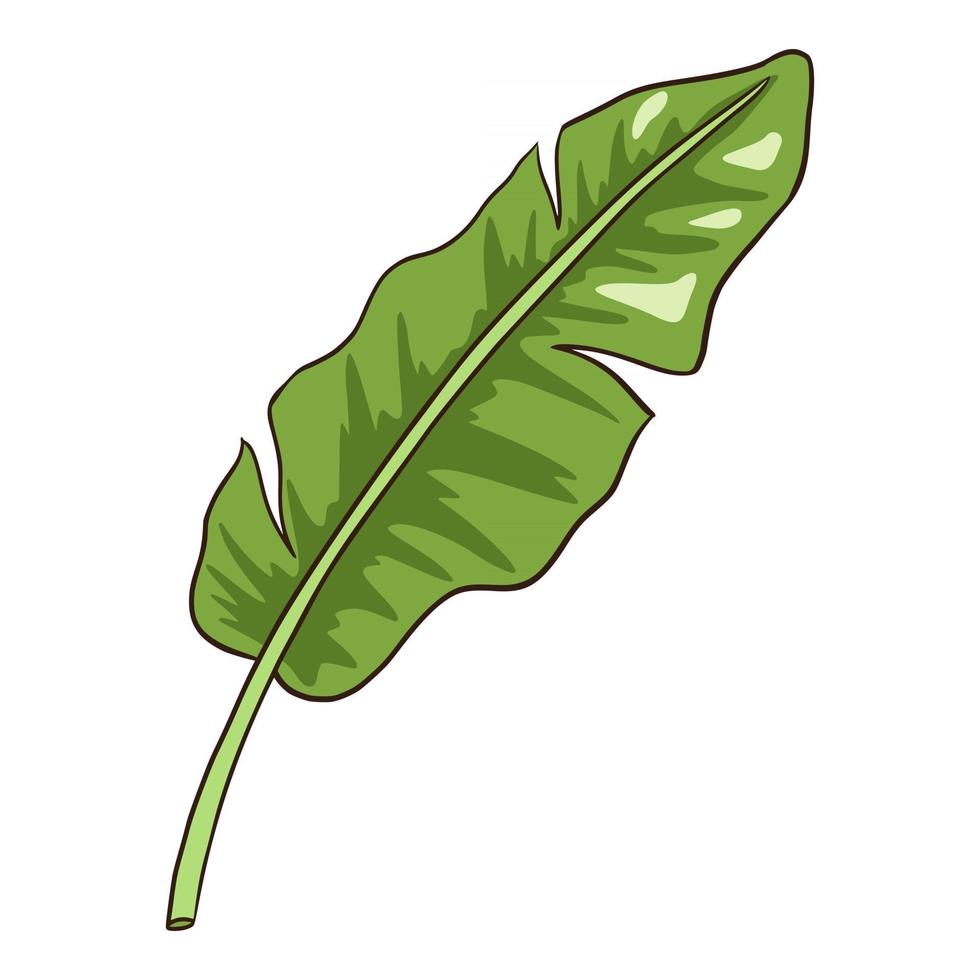 Hand Drawn Tropical Organic Banana leaf vector