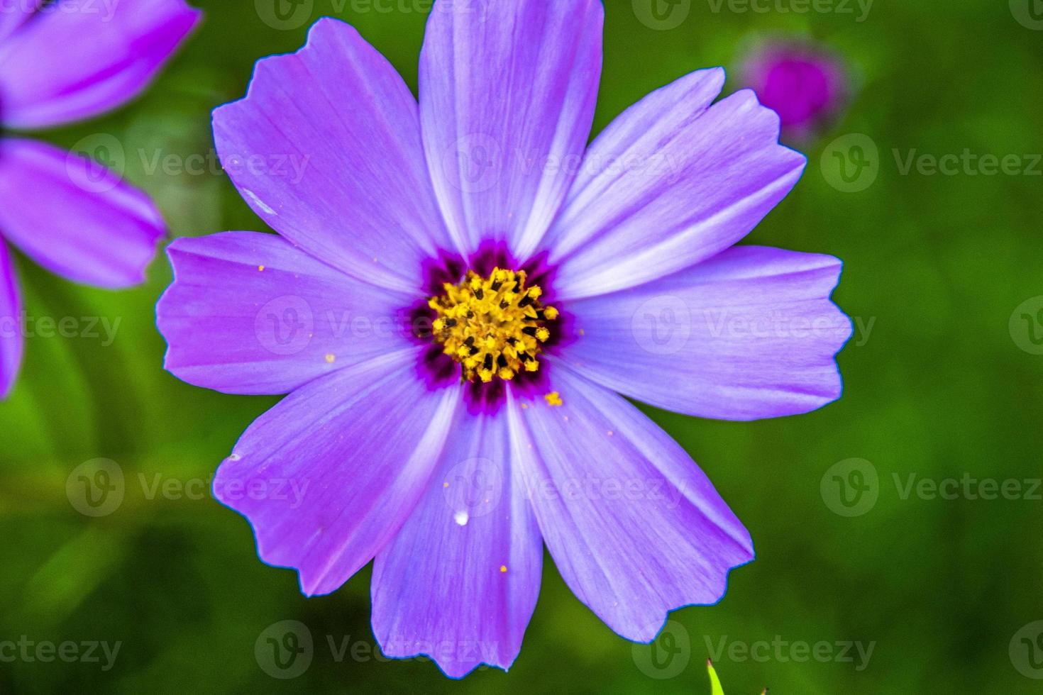 Cerca del cosmos bipinnatus en el bosque foto