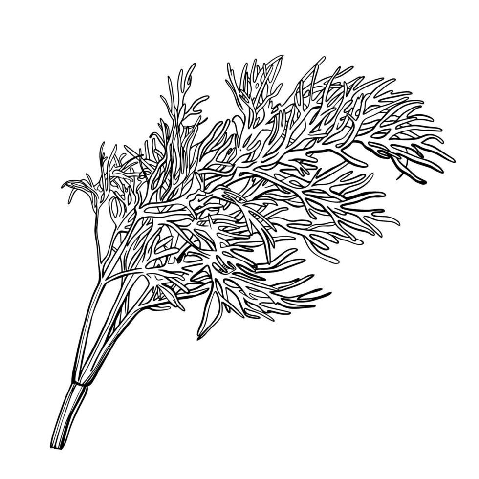 una ramita de eneldo aislado en un fondo blanco. herbes de provence.fennel. condimentos y especias sabrosos. Ilustración de vector dibujado a mano.