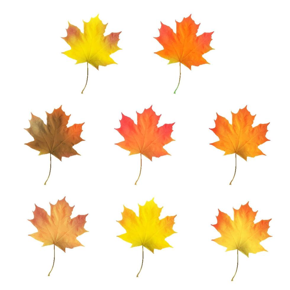 Realistic maple leaves isolated on white background vector