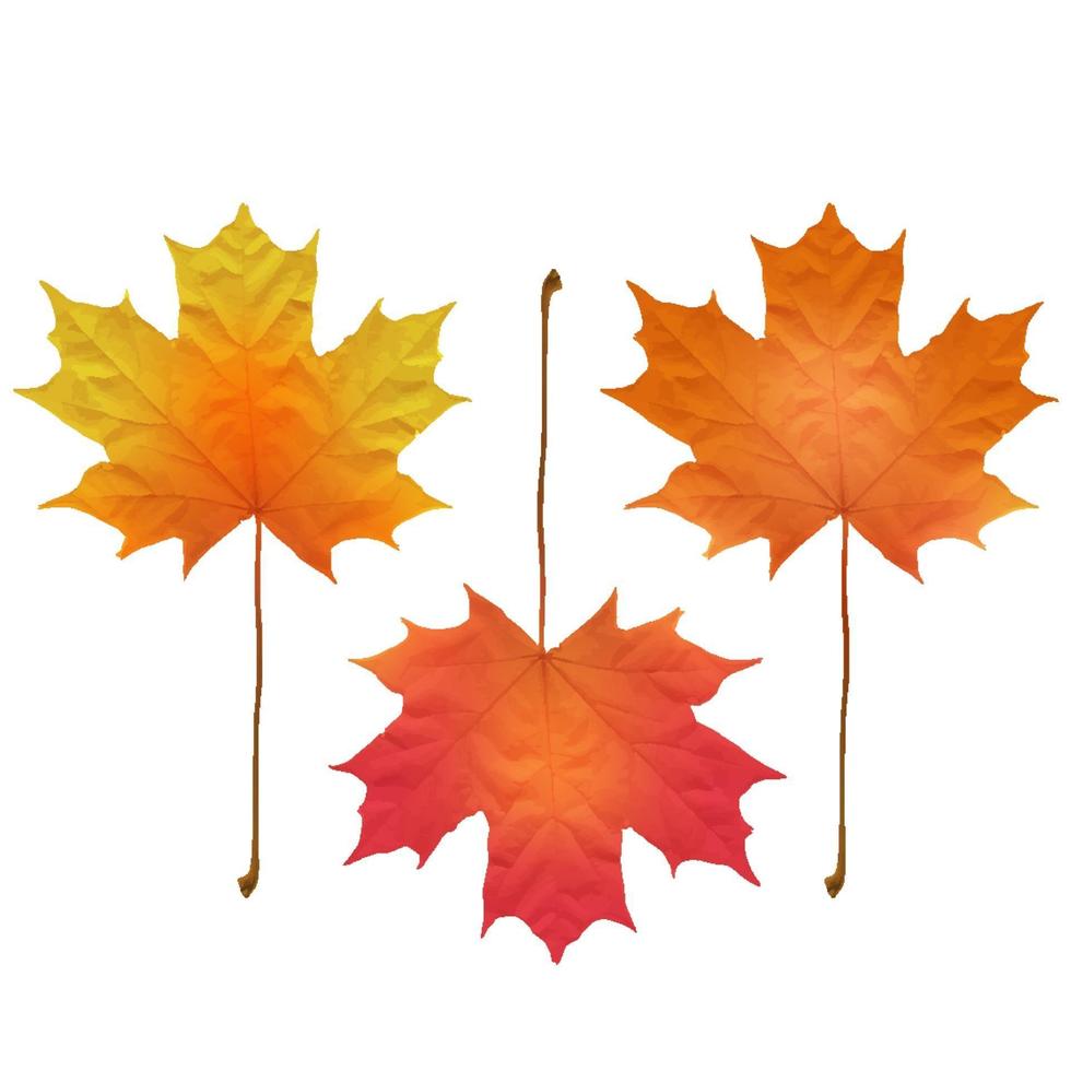 Realistic maple leaves isolated on white background vector